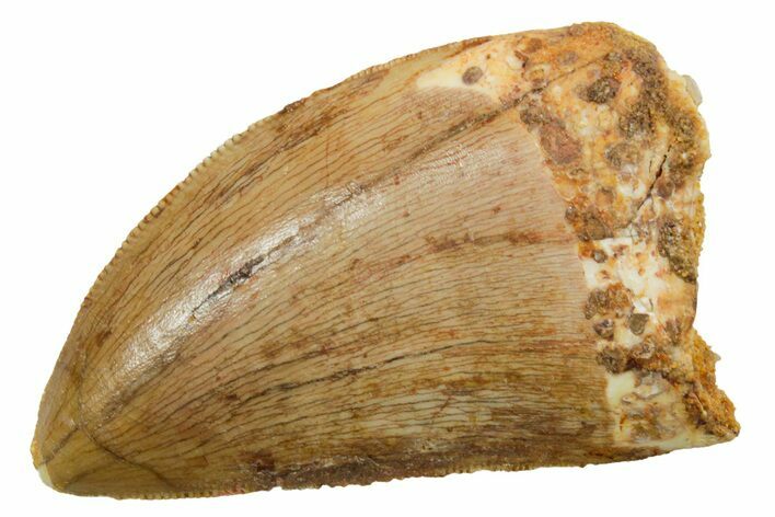 Serrated, Carcharodontosaurus Tooth - Real Dinosaur Tooth #351660